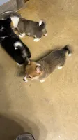 Wild, a male Pembroke Welsh Corgi for sale in Burnet, TX – 7 of 9