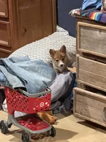 Wild, a male Pembroke Welsh Corgi for sale in Burnet, TX – 9 of 9