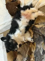 Blackie , a male Pembroke Welsh Corgi for sale in Burnet, TX – 3 of 8