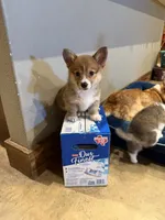 Wild, a male Pembroke Welsh Corgi for sale in Burnet, TX – 1 of 9