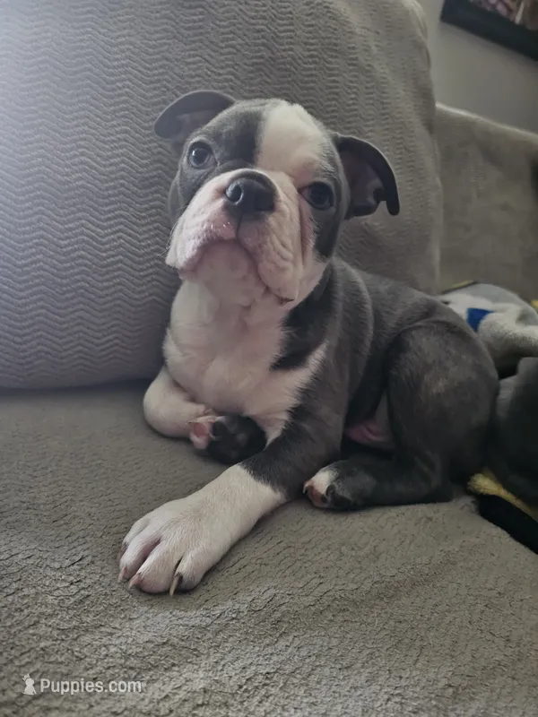 Max – Boston Terrier puppy for sale in Antioch, TN