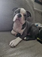 Max, a male Boston Terrier for sale in Antioch, TN – 1 of 4