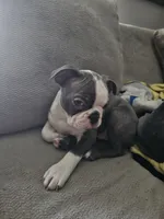 Max, a male Boston Terrier for sale in Antioch, TN – 4 of 4