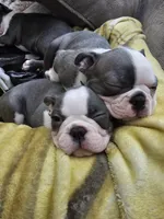 Max, a male Boston Terrier for sale in Antioch, TN – 2 of 4