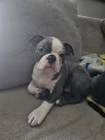 Max, a male Boston Terrier for sale in Antioch, TN – 3 of 4