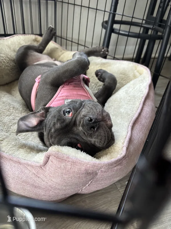 Peyton – American Bulldog puppy for sale in Atlanta, GA