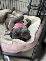 Peyton, a female American Bulldog for sale in Atlanta, GA – 1 of 3