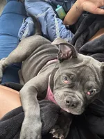Peyton, a female American Bulldog for sale in Atlanta, GA – 2 of 3