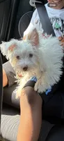 Melo, a male Yorkshire Terrier for sale in Cary, NC – 2 of 3