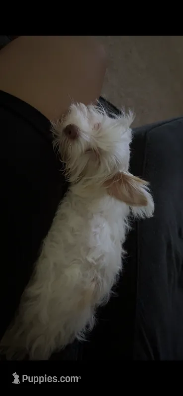 Melo – Yorkshire Terrier puppy for sale in Cary, NC