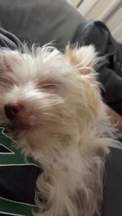 Melo, a male Yorkshire Terrier for sale in Cary, NC – 3 of 3