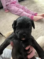 Female Puppy, a female Shih Tzu for sale in Colbert, GA – Photo 4 of 6