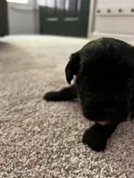 Female Puppy, a female Shih Tzu for sale in Colbert, GA – Photo 5 of 6