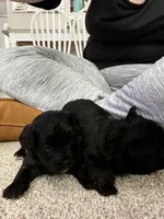 Female Puppy, a female Shih Tzu for sale in Colbert, GA – Photo 2 of 6