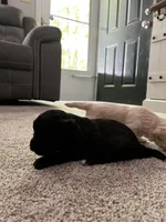 Female Puppy, a female Shih Tzu for sale in Colbert, GA – Photo 6 of 6