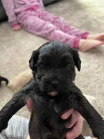 Female Puppy, a female Shih Tzu for sale in Colbert, GA – Photo 3 of 6