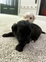 Female Puppy, a female Shih Tzu for sale in Colbert, GA – Photo 1 of 6