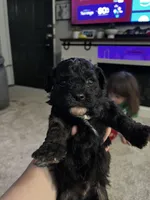 Male Shih Tzu Puppy, a male Shih Tzu for sale in Colbert, GA – Photo 2 of 4