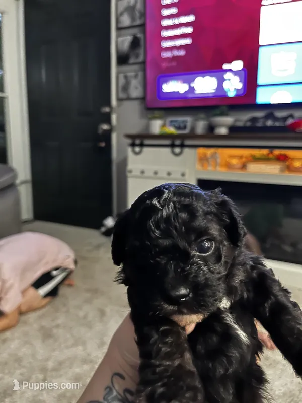 Male Shih Tzu Puppy – Shih Tzu puppy for sale in Colbert, GA