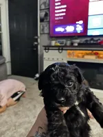 Male Shih Tzu Puppy, a male Shih Tzu for sale in Colbert, GA – Photo 1 of 4