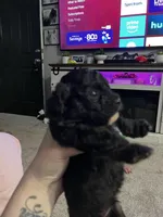 Male Shih Tzu Puppy, a male Shih Tzu for sale in Colbert, GA – Photo 3 of 4