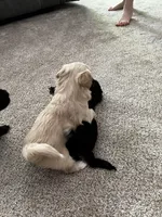 Female Shih Tzu Puppy, a female Shih Tzu for sale in Colbert, GA – Photo 7 of 7