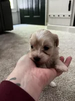 Female Shih Tzu Puppy, a female Shih Tzu for sale in Colbert, GA – Photo 4 of 7