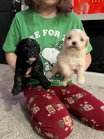 Female Shih Tzu Puppy, a female Shih Tzu for sale in Colbert, GA – Photo 5 of 7