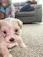 Female Shih Tzu Puppy, a female Shih Tzu for sale in Colbert, GA – Photo 2 of 7