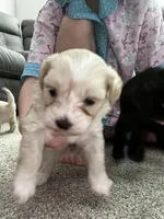 Female Shih Tzu Puppy, a female Shih Tzu for sale in Colbert, GA – Photo 3 of 7