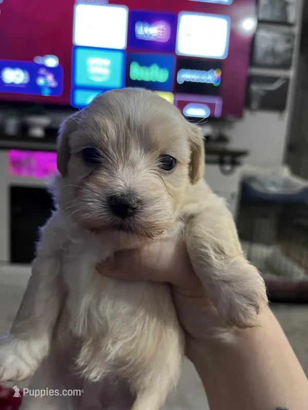 Female Shih Tzu Puppy – Shih Tzu puppy for sale in Colbert, GA
