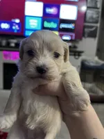 Female Shih Tzu Puppy, a female Shih Tzu for sale in Colbert, GA – Photo 1 of 7
