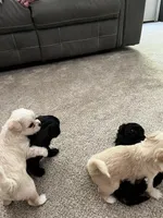 Female Shih Tzu Puppy, a female Shih Tzu for sale in Colbert, GA – Photo 6 of 7