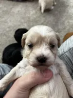 Shih Tzu , a female Shih Tzu for sale in Colbert, GA – Photo 4 of 5