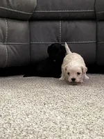 Shih Tzu , a female Shih Tzu for sale in Colbert, GA – Photo 3 of 5