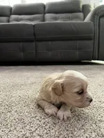 Shih Tzu , a female Shih Tzu for sale in Colbert, GA – Photo 5 of 5