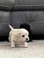 Shih Tzu , a female Shih Tzu for sale in Colbert, GA – Photo 2 of 5