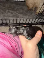 Babies, a female Shih Tzu for sale in Colbert, GA – Photo 2 of 6