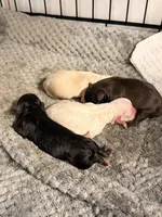 Babies, a female Shih Tzu for sale in Colbert, GA – Photo 3 of 6