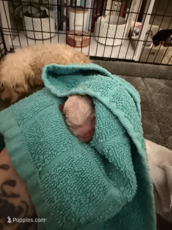 Babies – Shih Tzu puppy for sale in Colbert, GA