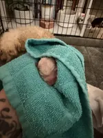 Babies, a female Shih Tzu for sale in Colbert, GA – Photo 1 of 6