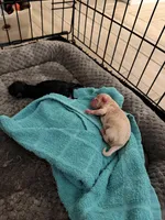 Babies, a female Shih Tzu for sale in Colbert, GA – Photo 5 of 6