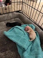 Babies, a female Shih Tzu for sale in Colbert, GA – Photo 6 of 6