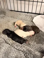 Babies, a female Shih Tzu for sale in Colbert, GA – Photo 4 of 6