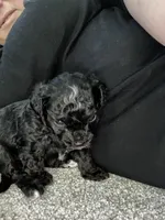 Shih Tzu Puppy, a male Shih Tzu for sale in Colbert, GA – Photo 2 of 4