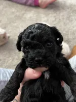 Shih Tzu Puppy, a male Shih Tzu for sale in Colbert, GA – Photo 3 of 4