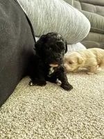 Shih Tzu Puppy, a male Shih Tzu for sale in Colbert, GA – Photo 4 of 4