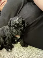 Shih Tzu Puppy, a male Shih Tzu for sale in Colbert, GA – Photo 1 of 4