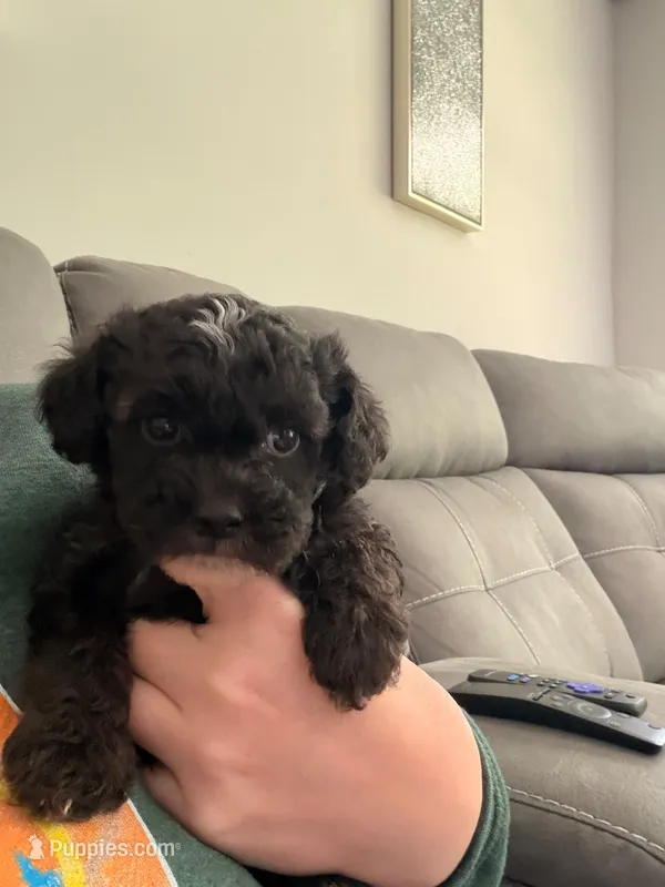 Male Shih Tzu Puppy – Shih Tzu puppy for sale in Colbert, GA