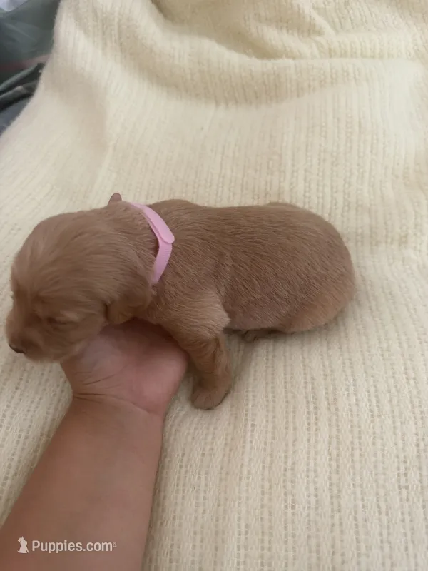 Pup pink – Golden Retriever puppy for sale in Tampa, FL
